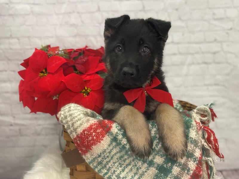 German Shepherd-Male-Black and Tan-3414817-The Barking Boutique