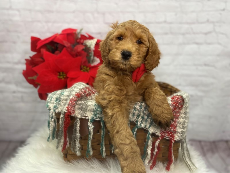 Goldendoodle 2nd Gen-Male-Red-3419022-The Barking Boutique