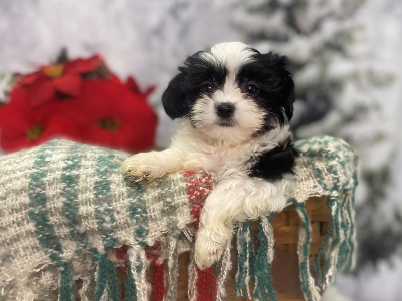 Shipoo-Male-Black and White-3427276-The Barking Boutique
