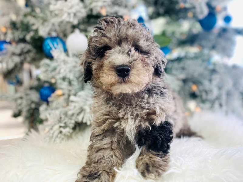Poodle-Male-Blue Merle-3429115-The Barking Boutique