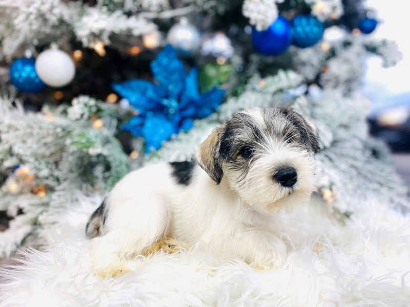 Mini Schnauzer-Male-Salt and Pepper and White-3436800-The Barking Boutique