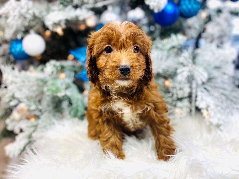 F1b Cavapoo-Male-Apricot-3436690-The Barking Boutique