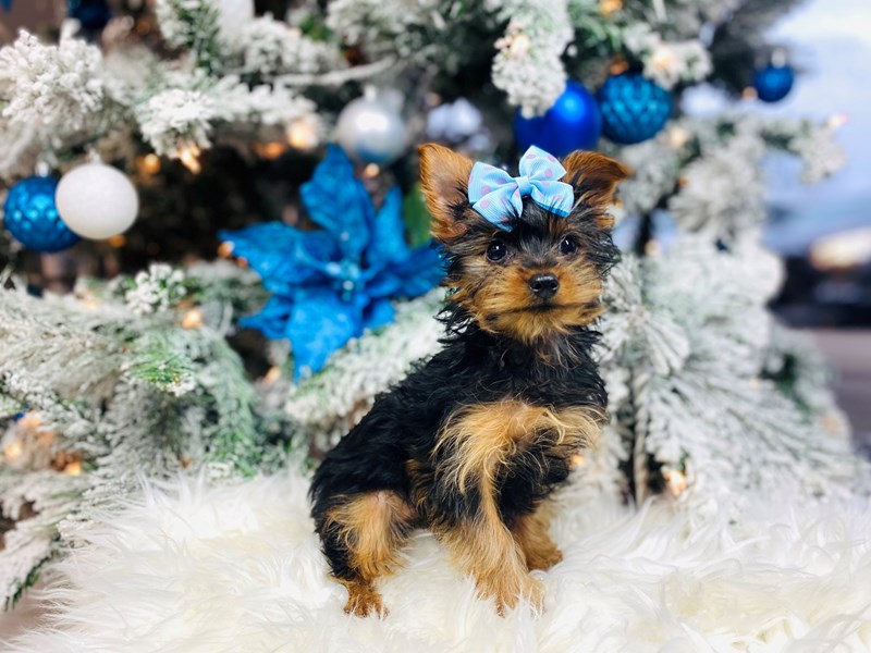 Yorkie-Female-Blk and Tan-3435994-The Barking Boutique