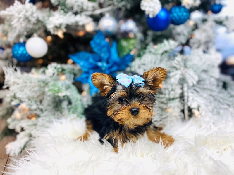 Yorkie-Female-blk and tan-3435973-The Barking Boutique