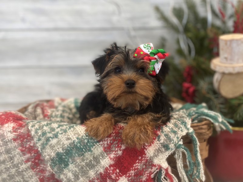 Yorkshire Terrier-Female-Black and Tan-3435951-The Barking Boutique