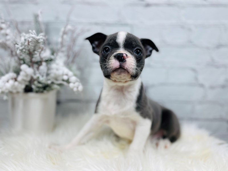 Boston Terrier-Male-Blue / White-3439347-The Barking Boutique