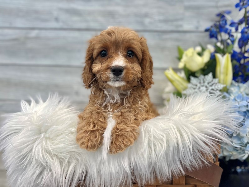 Cavapoo-Male-Blhm-3444100-The Barking Boutique