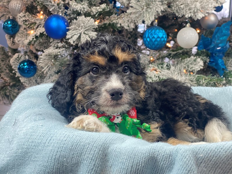 F1B Aussiedoodle-Male-tri-3425517-The Barking Boutique