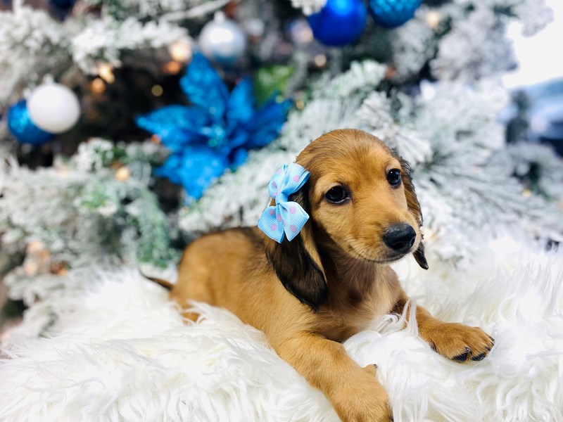 Dachshund-Female-Red and Sable-3436311-The Barking Boutique