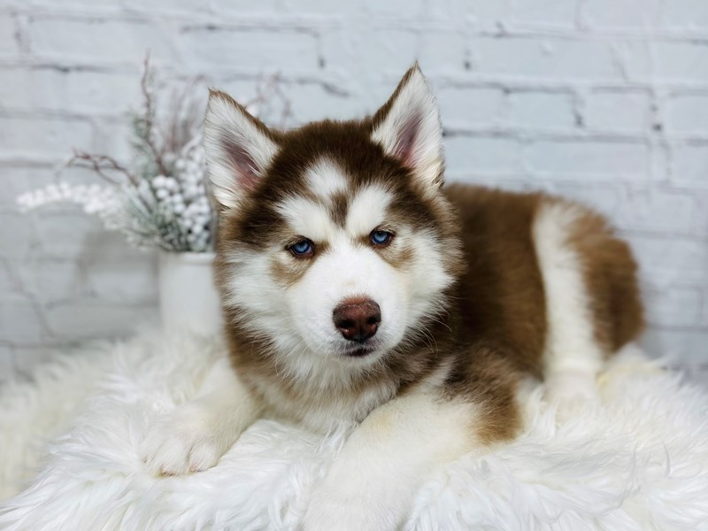 Siberian Husky-Male-Red / White-3439350-The Barking Boutique