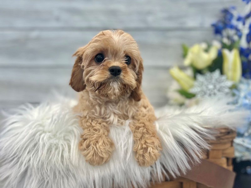 Cavapoo-Female-Red-3444175-The Barking Boutique
