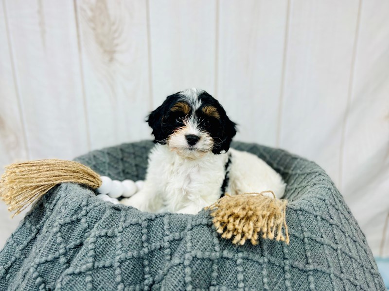 Cavapoo-Male-Black, White and Tan-3444000-The Barking Boutique