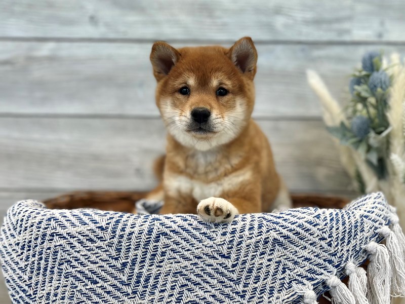 Shiba Inu-Female-Red-3447981-The Barking Boutique