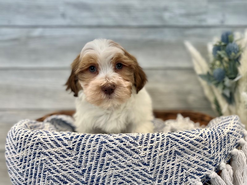 Havanese-Male-White / Chocolate-3447982-The Barking Boutique