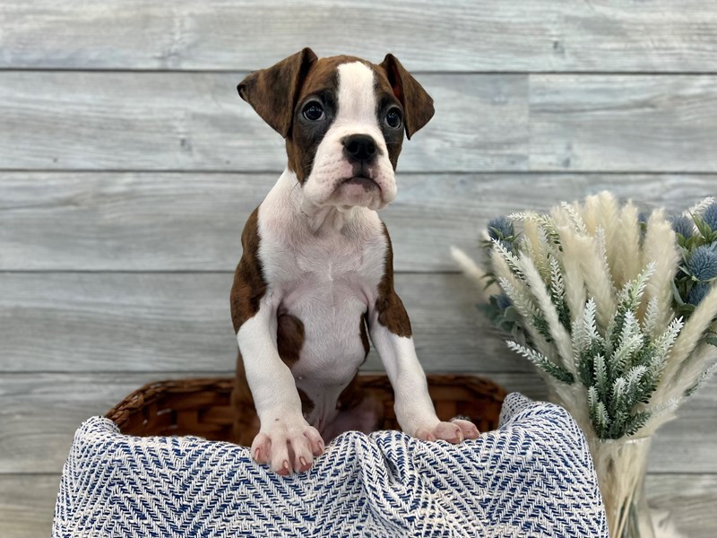 Boxer-Male-Brindle / White-3448006-The Barking Boutique