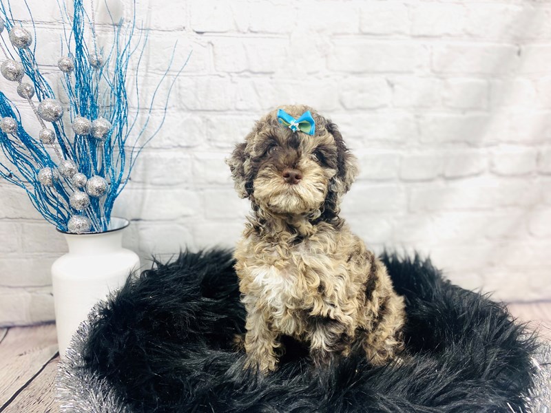 Goldendoodle Mini 2nd Gen-Female-Chocolate Merle-3448018-The Barking Boutique