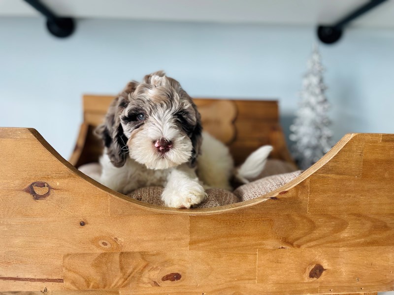 Goldendoodle Mini 2nd Gen-Male-Chocolate Merle-3448021-The Barking Boutique