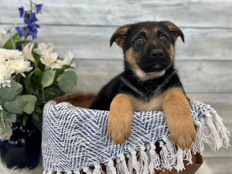 German Shepherd-Male-Black and Tan-3454065-The Barking Boutique