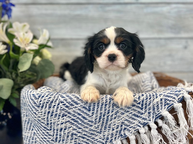 Cavalier King Charles Spaniel-Male-Tri Color-3453938-The Barking Boutique