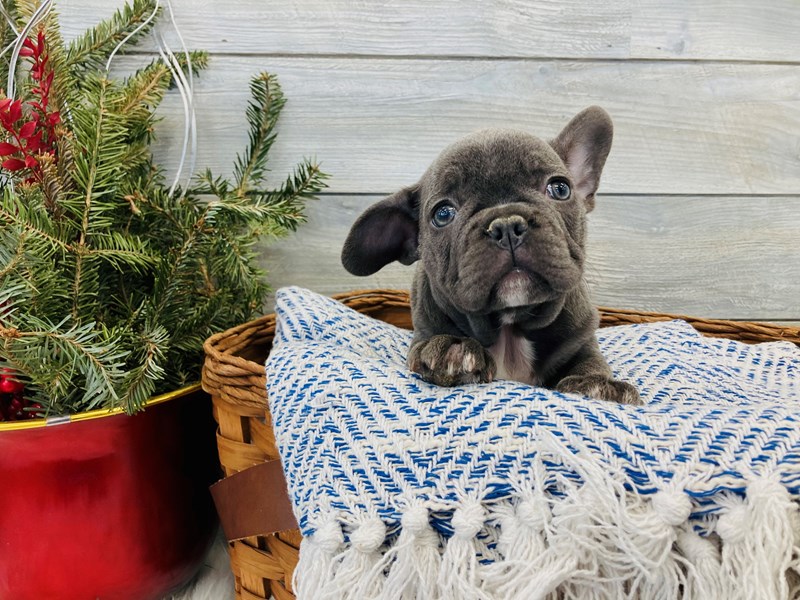 French Bulldog-Male-Blue-3457274-The Barking Boutique