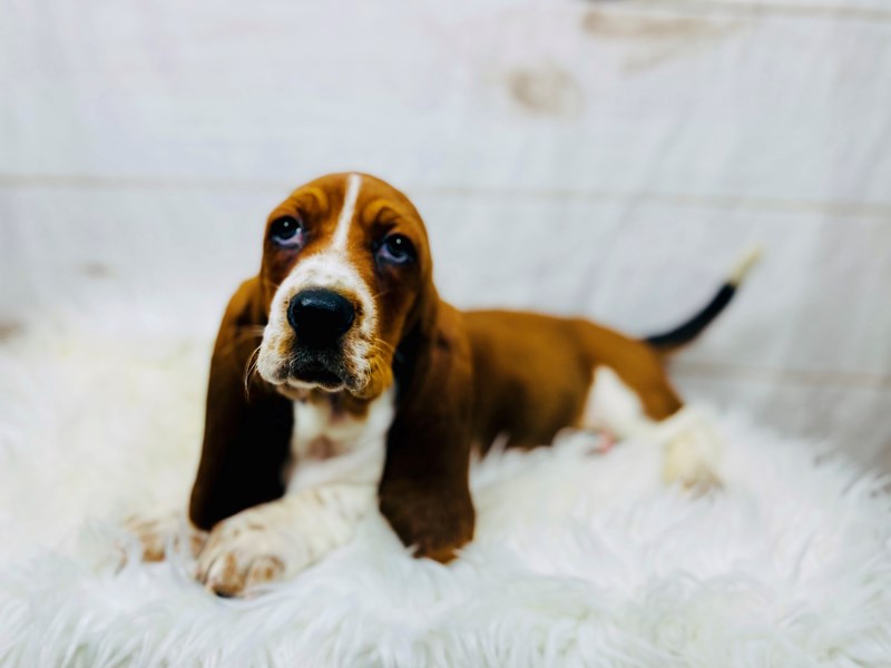 Basset Hound-Male-Red / White-3457104-The Barking Boutique