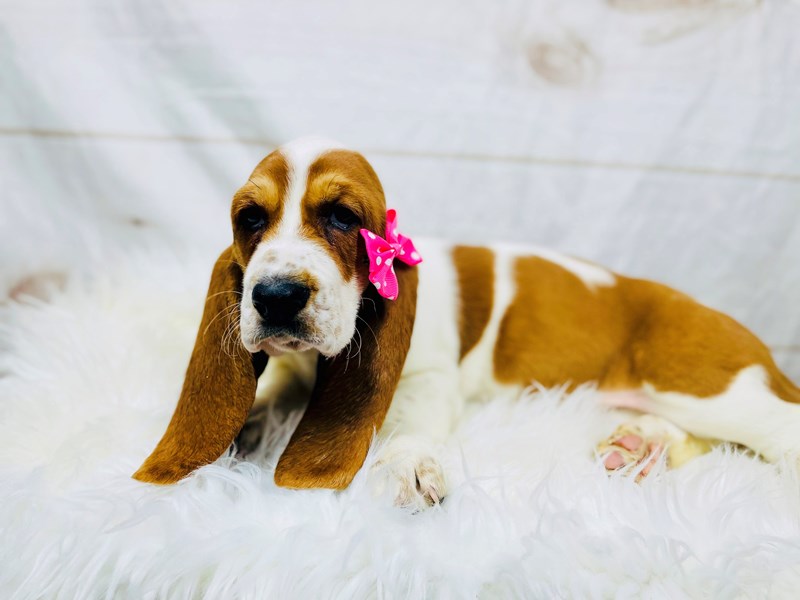 Basset Hound-Female-Red / White-3457103-The Barking Boutique