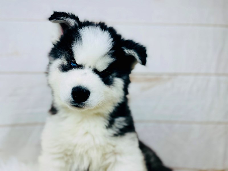 Siberian Husky-Male-Black / White-3457098-The Barking Boutique