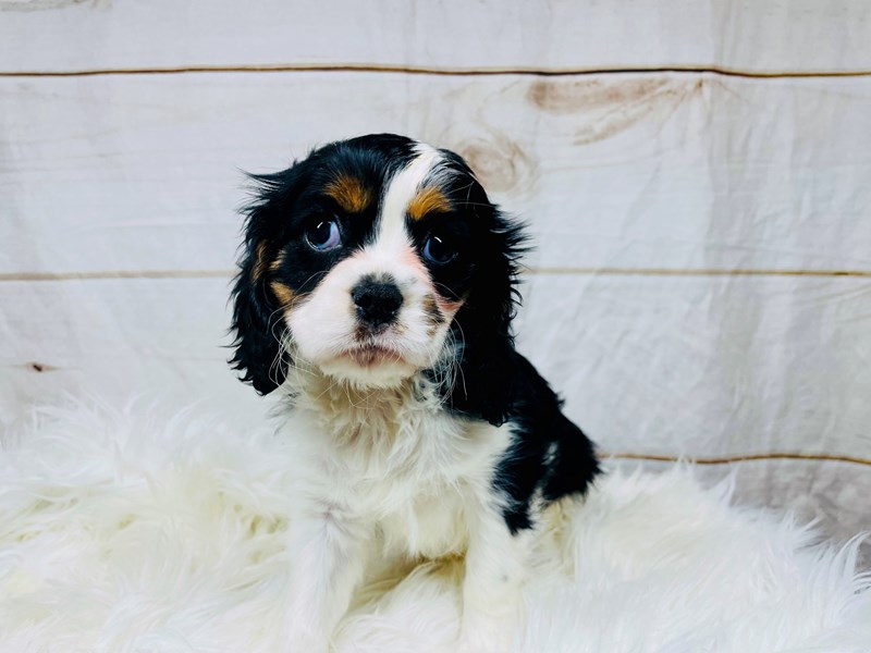 Cavalier King Charles Spaniel-Male-Tri Color-3453928-The Barking Boutique