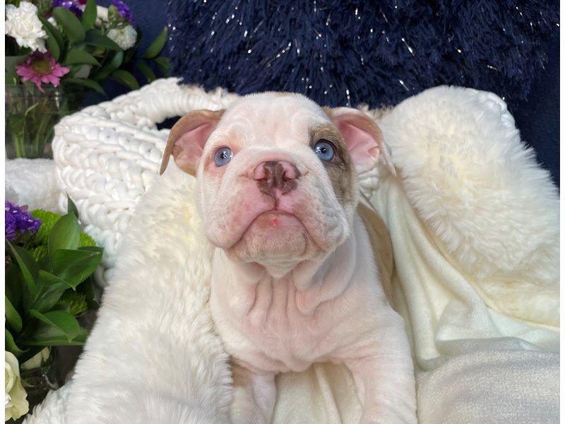 Victorian Bulldoge-Female-White / Chocolate Merle-3457096-The Barking Boutique