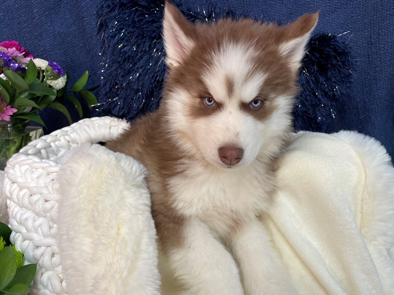 Siberian Husky-Female-Red / White-3457097-The Barking Boutique