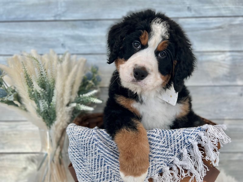 Bernese Mountain Dog-Male-Tri-3465649-The Barking Boutique