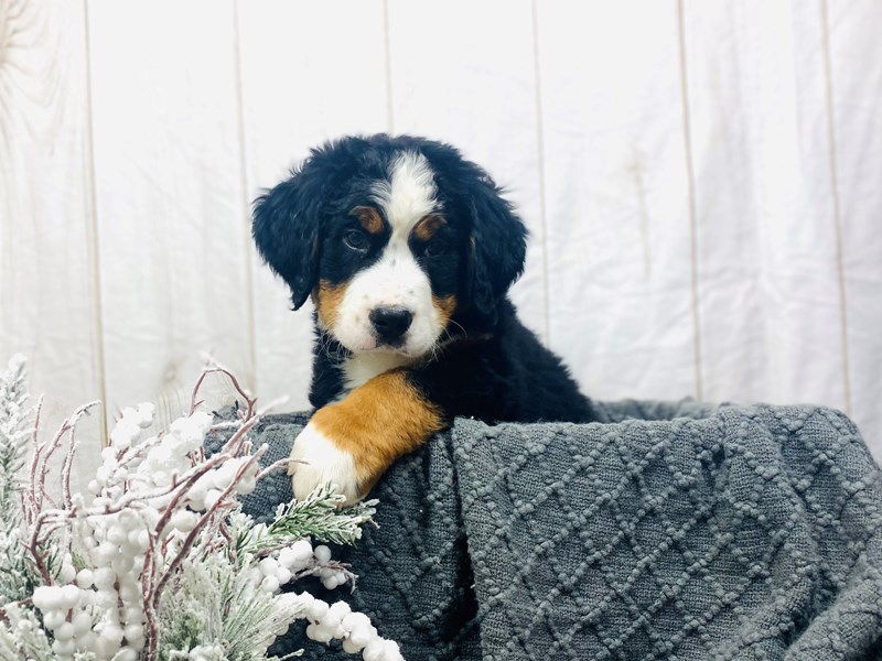 Bernese Mountain Dog-Male-Tri-Color-3464533-The Barking Boutique