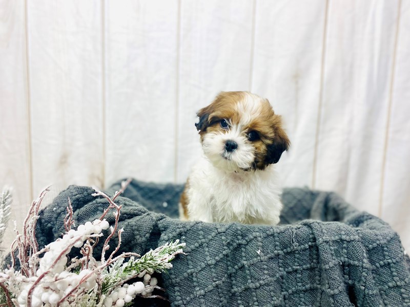 Shipoo-Male-Brown and White-3464794-The Barking Boutique