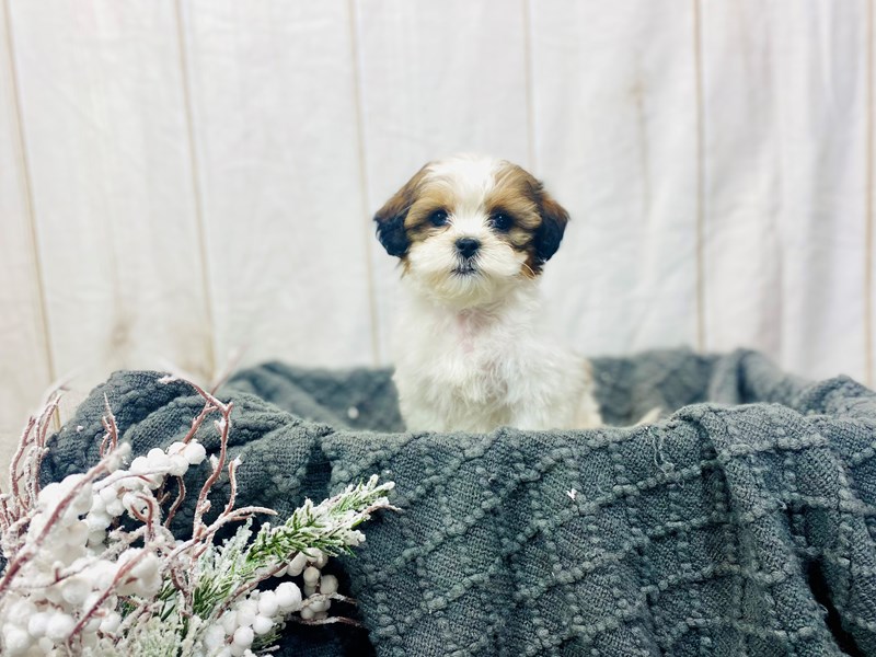 Shipoo-Male-Brown and White-3465020-The Barking Boutique