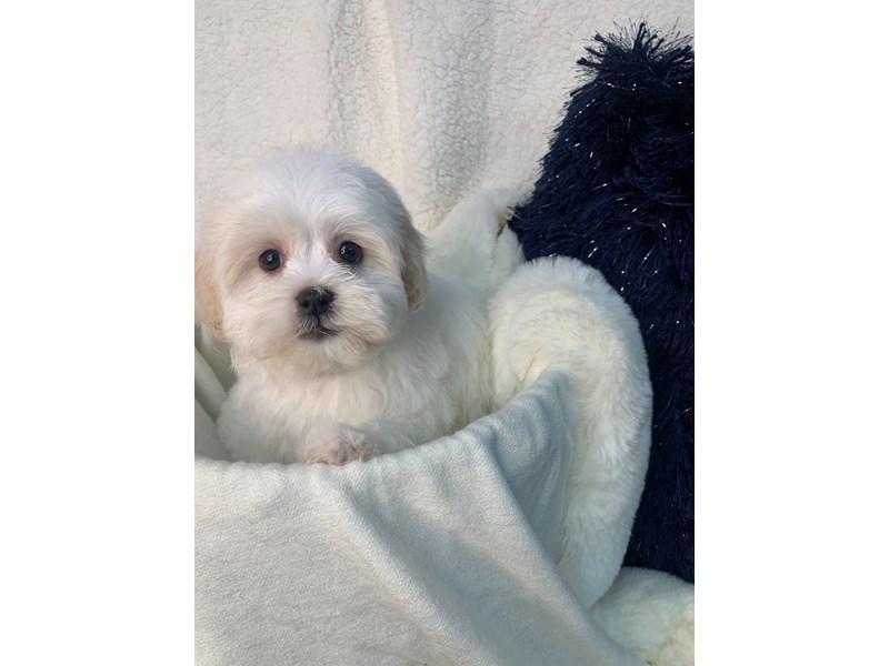 Teddy Bear-Female-White-3488025-The Barking Boutique