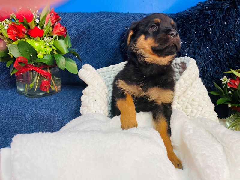 Rottweiler-Male--3487817-The Barking Boutique