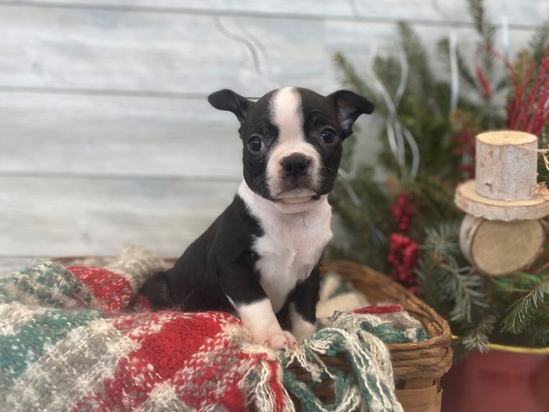 Boston Terrier-Female-Black and White-3436849-The Barking Boutique