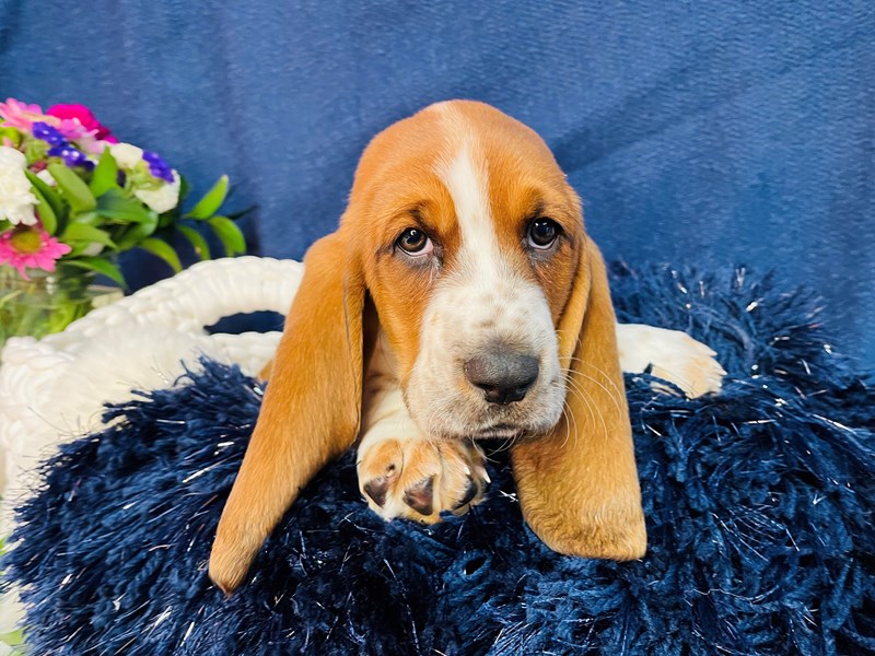 Basset Hound-Male-Red / White-3457102-The Barking Boutique