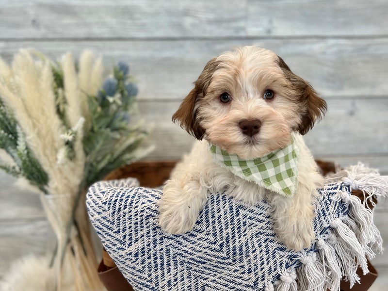 Havanese-Male-White-3475197-The Barking Boutique