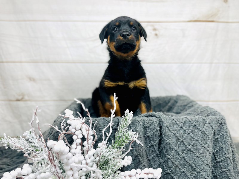 Rottweiler-Male-Blk and Rst-3486824-The Barking Boutique
