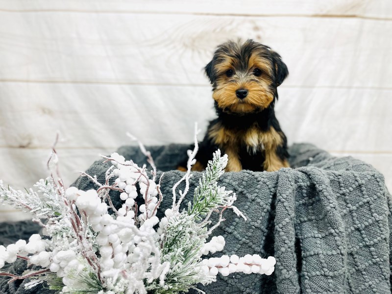 Yorkshire Terrier-Male-Black and Tan-3487275-The Barking Boutique