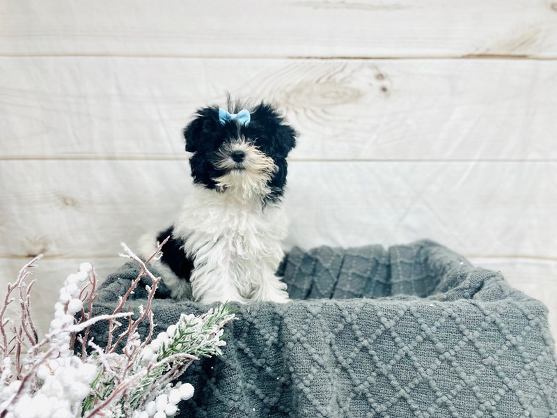 Schnoodle-DOG-Female-Black and white-3436716-The Barking Boutique