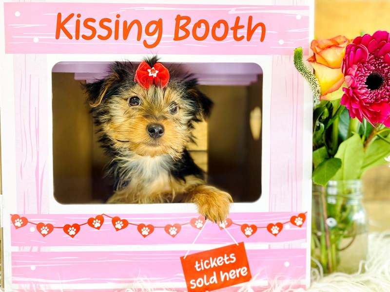 Yorkshire Terrier-Female-Blk & tn-3487563-The Barking Boutique