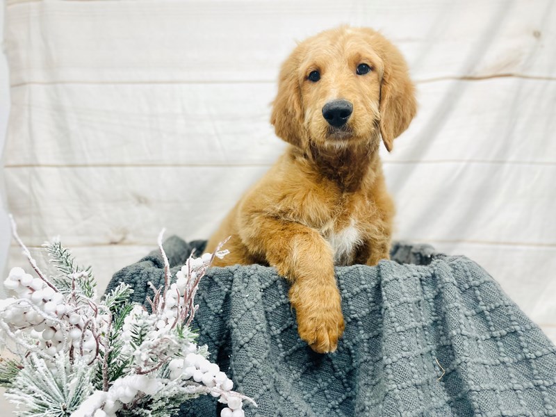 F1B Goldendoodle-Male-Apricot-3444031-The Barking Boutique