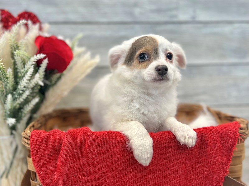 Chihuahua-Male-White and Brown-3497161-The Barking Boutique