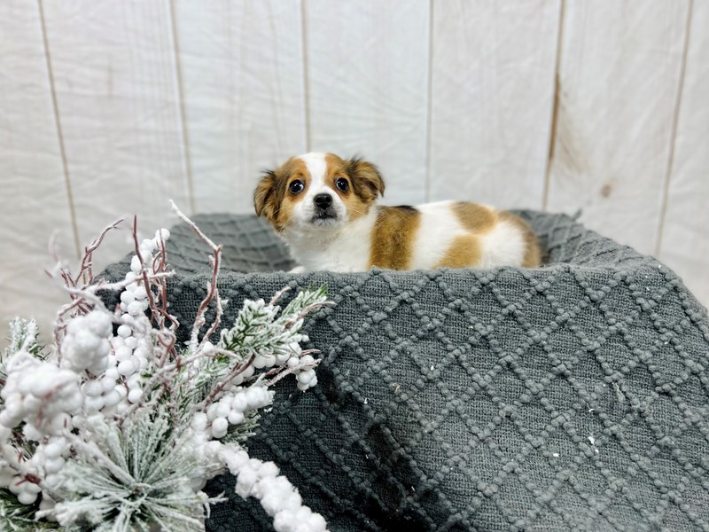 Chihuahua-Female-Brown and White-3496933-The Barking Boutique