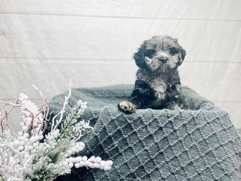 Cavapoo-Male-Chocolate Merle-3501088-The Barking Boutique