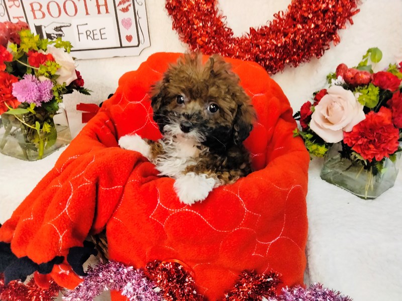 Shihpoo-Male-Sable-3497274-The Barking Boutique