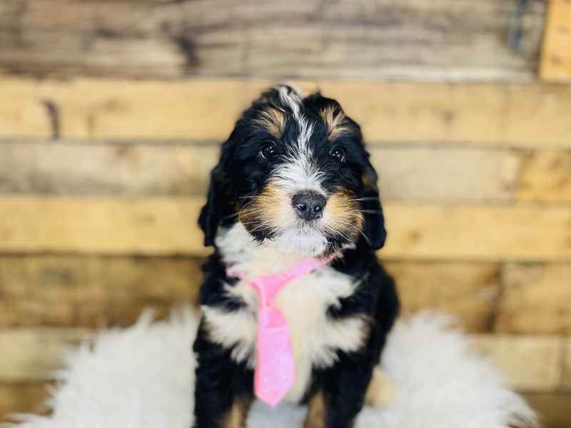 Bernedoodle-Male-Tri-3507928-The Barking Boutique