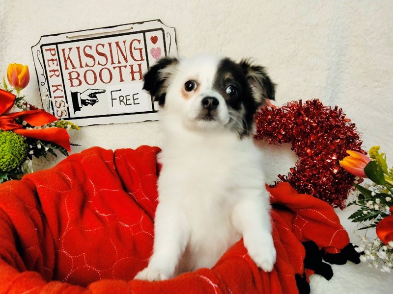 Chihuahua-Female-White, Black Markings-3497165-The Barking Boutique